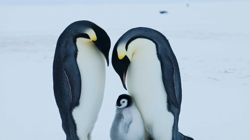 Emperor penguin at serious threat of extinction resulting from local weather change