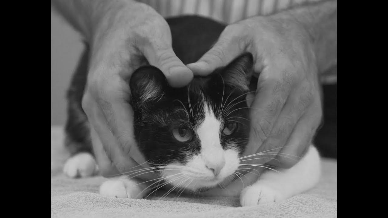 {How to|The way to|Tips on how to|Methods to|Easy methods to|The right way to|How you can|Find out how to|How one can|The best way to|Learn how to|} {pick|decide|choose} up a cat like {a pro|a professional} – Vet {advice|recommendation} on cat {handling|dealing with}.